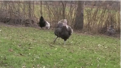 Big Neck Dancing Turkey GIF