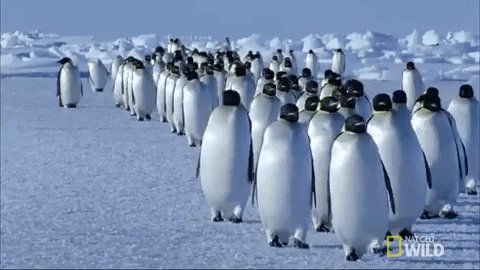 Emperor Penguin Walking GIF...