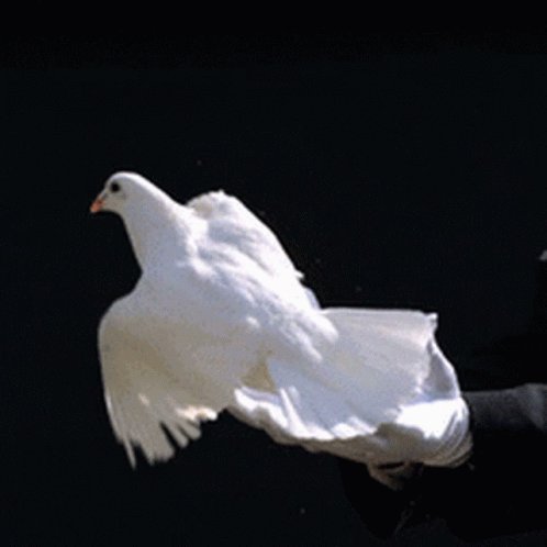 Doves White Gloves GIF