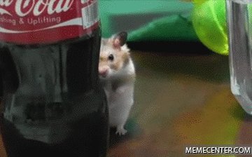 hamster GIF