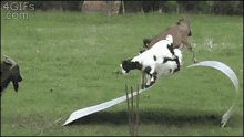Goats Swinging GIF