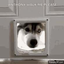 Husky Huskies GIF