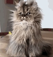 Good Morning Funny Animals GIF