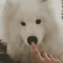 Dog Nose GIF