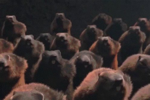 Army Groundhogs GIF