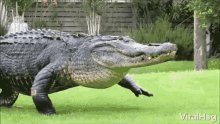 Crocodile Slow Moving GIF