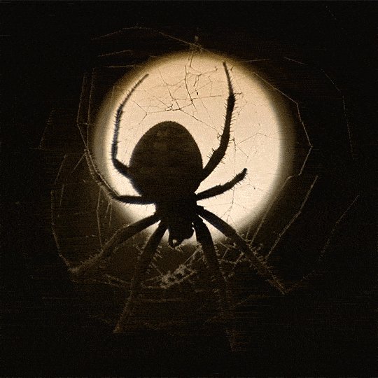 Spider Web Halloween GIF by...