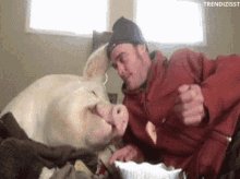 Lunch Pig GIF