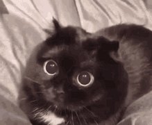 Cat Eyes Cats GIF