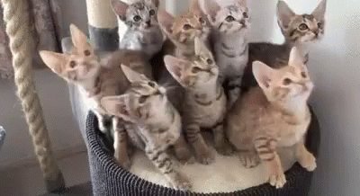 Kittens Going Back And Fort...