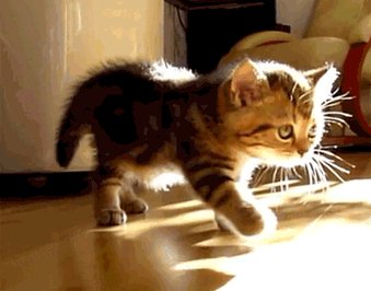 Kitten Stretching GIF