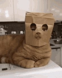 Cat Love You GIF