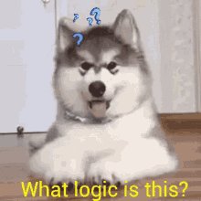 Dog Logic GIF
