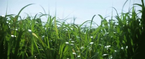 Grass Windy GIF