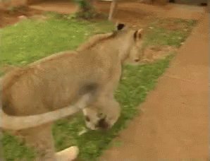 @digbipper's video Tweet