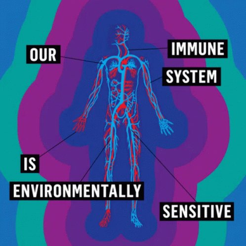 Our Immune System Is Environmentally Sensitive Delicate GIF