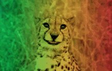 Photogenic Cheetah GIF