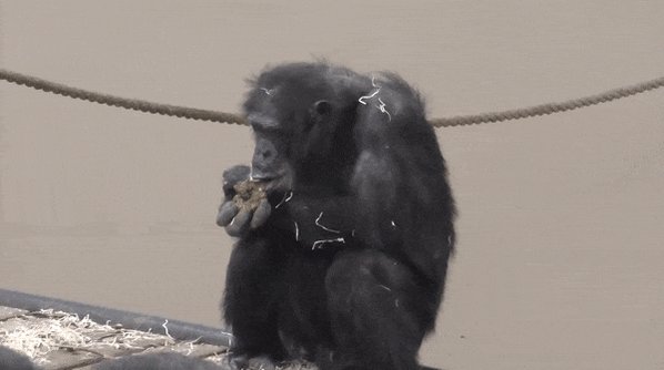 A male chimpanzee eating hi...