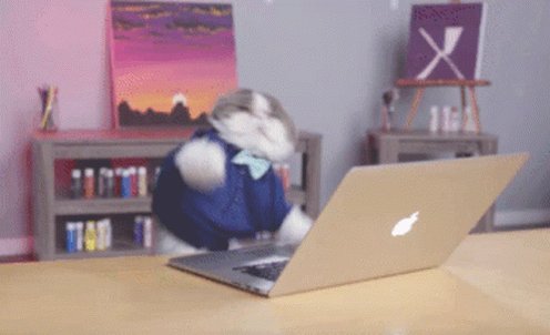 Cat Type GIF