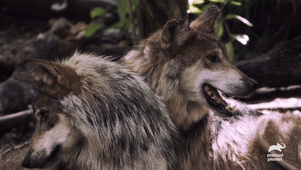 Animal Planet on Twitter: Animal Planet on Twitter: