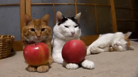 Dos gatos con dos enormes m...