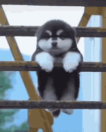 Dog Hanging Out GIF