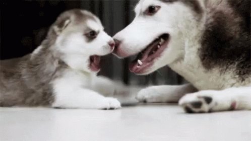 Mom And Pup GIF