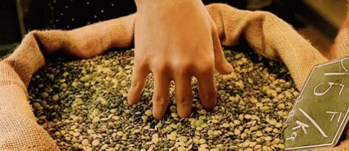 Amelie Grain GIF