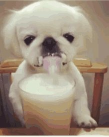 Dog Drinking GIF