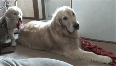 Puppy Drags GIF