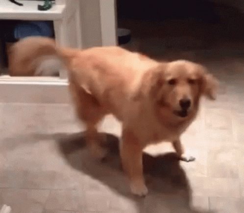 Excited Dog GIF