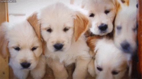 Puppies GIF