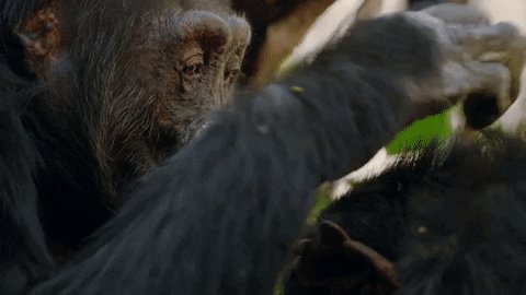 chimp grooming GIF by BBC E...