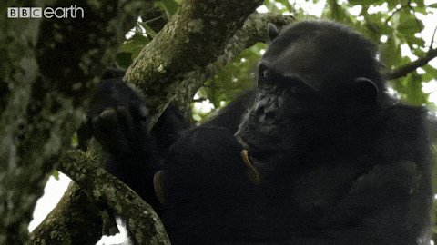 friends love GIF by BBC Earth