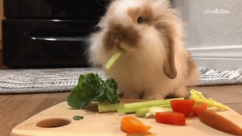 Eating Guinea Pig GIF