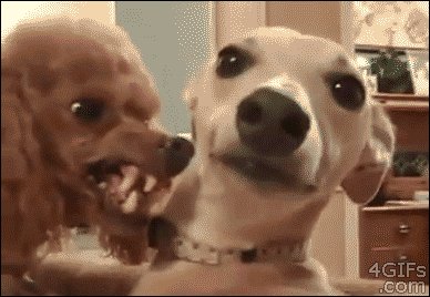 angry dog GIF