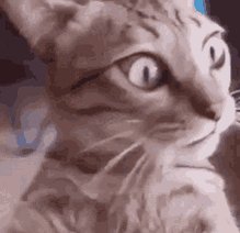 Hodhodaa GIF