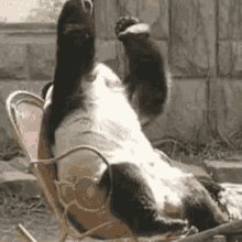 Panda Facepalm GIF