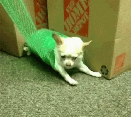 Roll Dog GIF