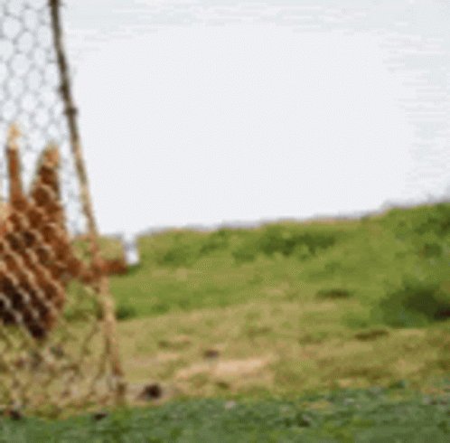 Chicken runs around corner ...