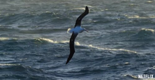 albatross flying across an ocean