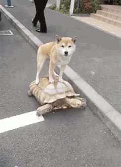 Turtle Friends GIF