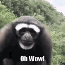 Wow Oh Wow GIF