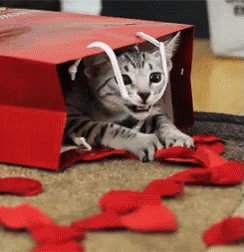 Valentines Gift GIF