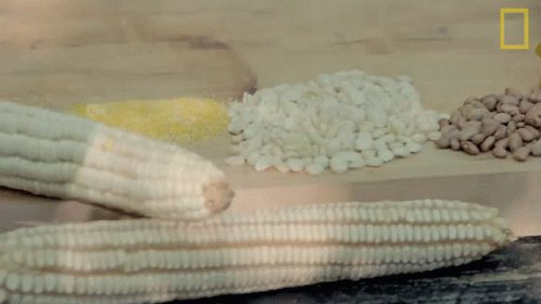 Corn Gordon Ramsay GIF