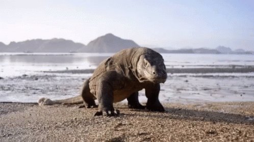 Komodo Wild Animals GIF