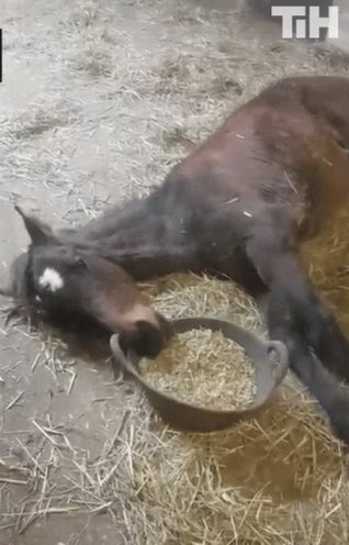 Horse Laying Down GIF