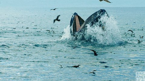 blue planet ii eating GIF by BBC America