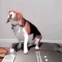 Workout Treadmill GIF