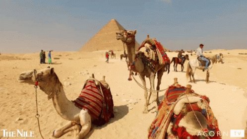 Egypt Camals GIF